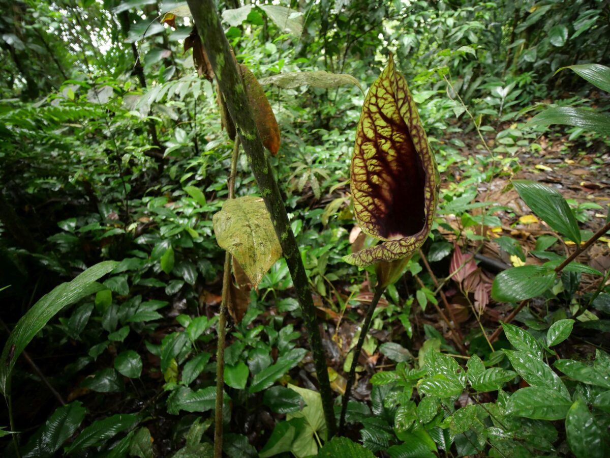 Dracontium croatii in Emeraldas, Ecuador. Photo by Philipp Hoenle via iNaturalist