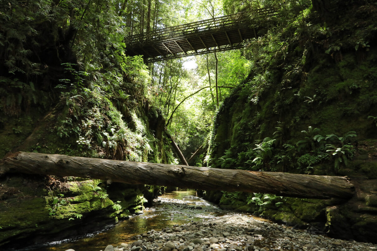 The Forest of Nisene Marks State Park in Santa Cruz County, California. My photo