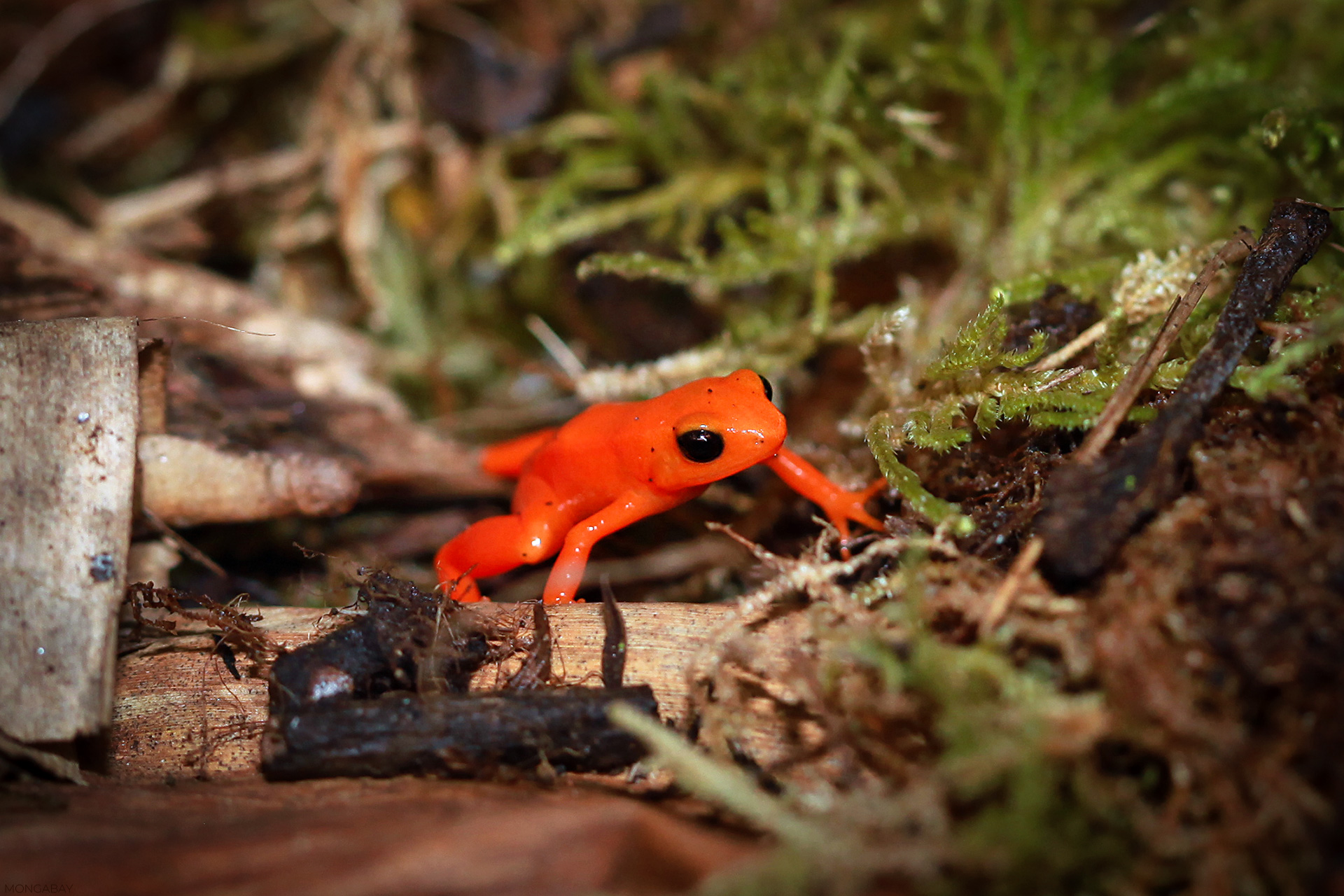 Golden mantella near Andasibe. My photo