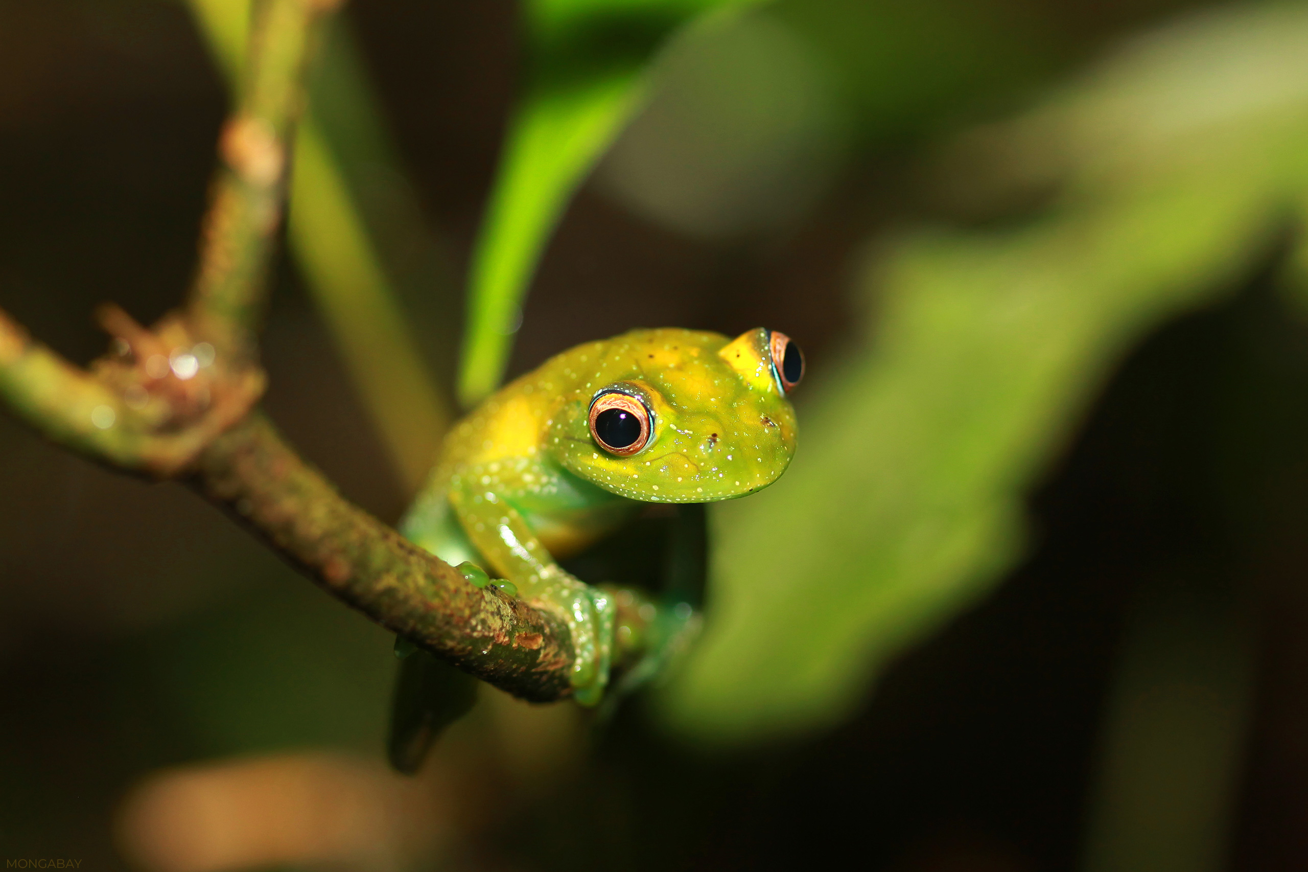 Green bright-eyed frog (Boophis viridis) in Andasibe. My photo