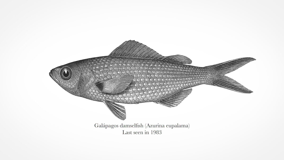 Azurina eupalama, engraving of type specimen from Heller & Snodgrass (1903).