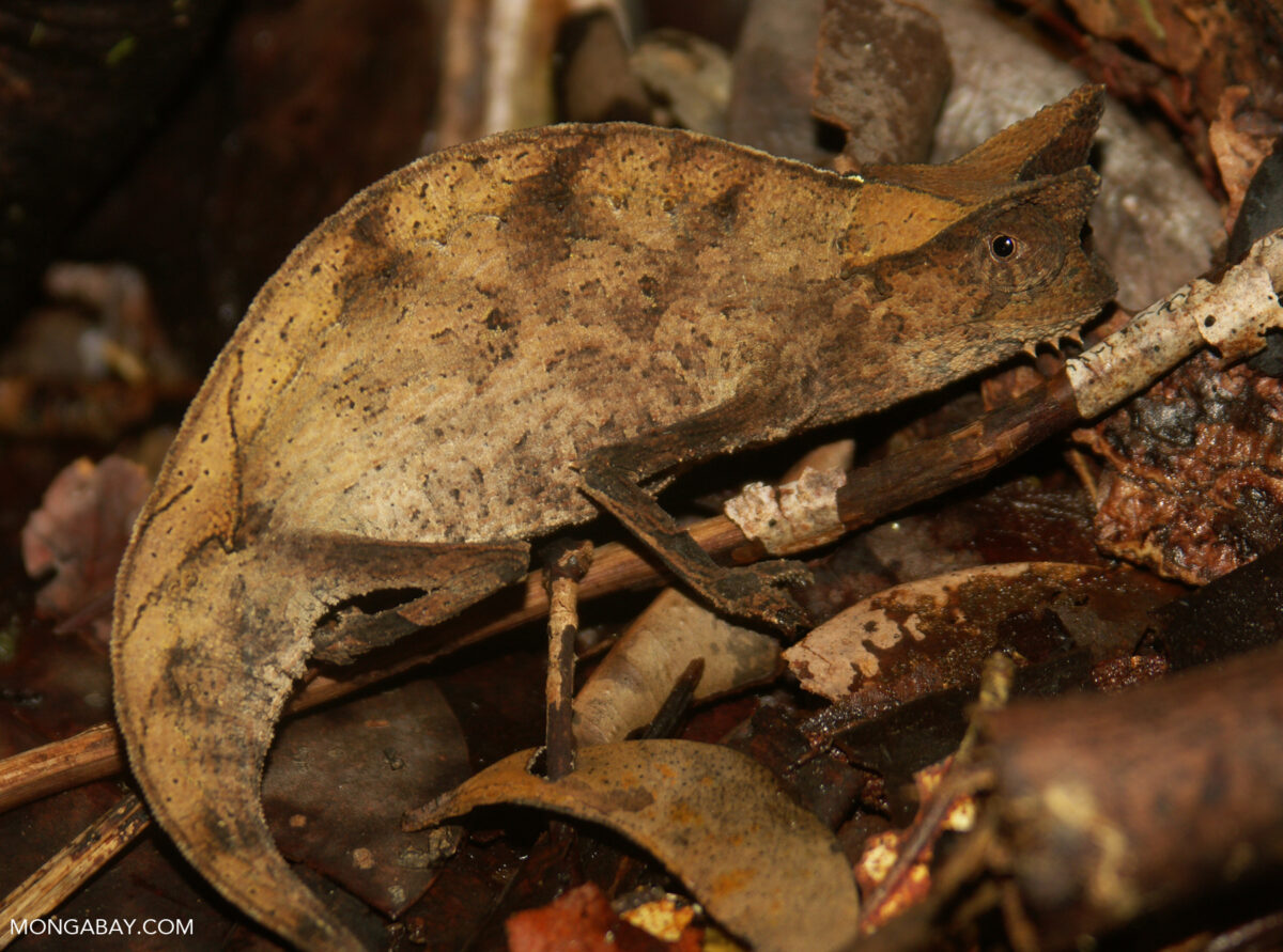 Species that depend on leaf litter, like this Brookesia chameleon in Madagascar, are slower to return to recovering forests.