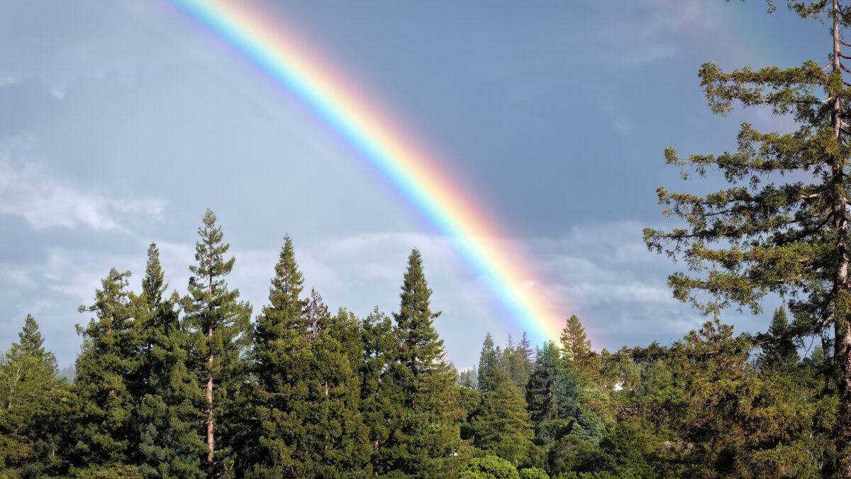 Rainbow over redwoods in the San Francisco Bay Area in April 2026.