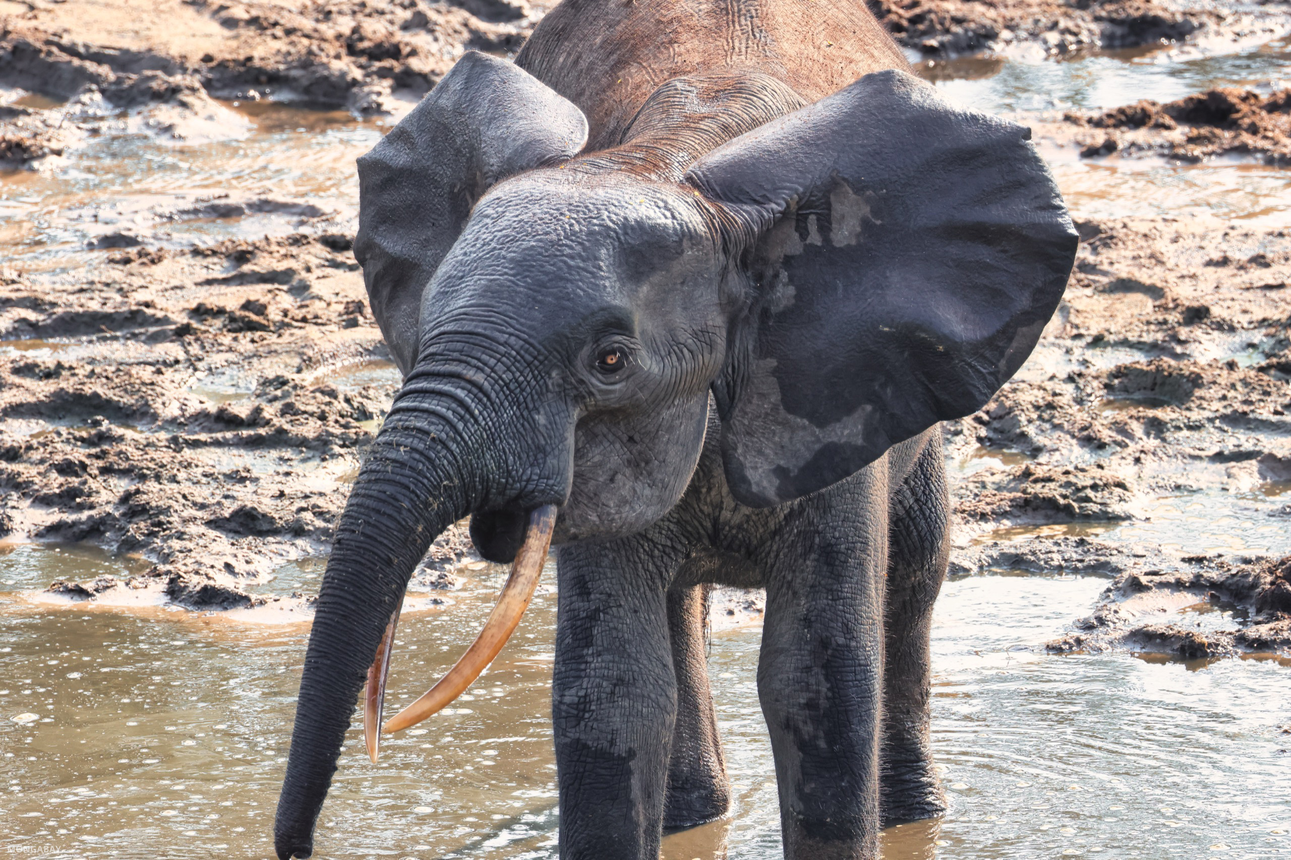 Elephant in Dzanga Bai, Central African Republic. My photo