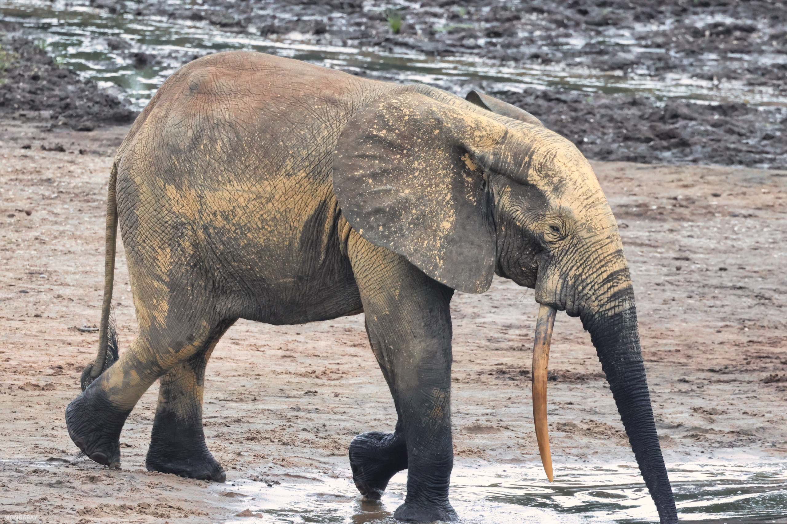 Elephant in Dzanga Bai, Central African Republic. My photo
