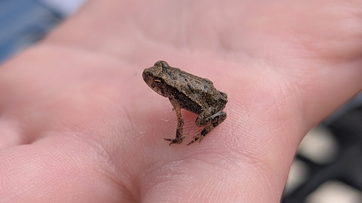 Toad in Costa Rica. My photo