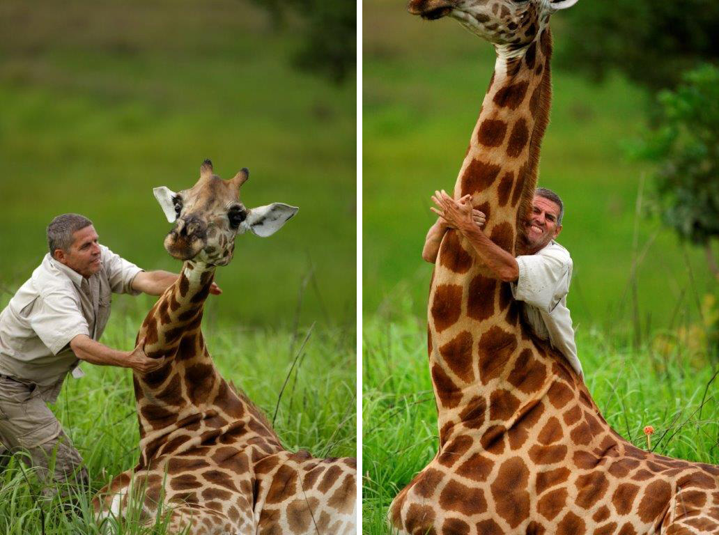 Luis Arranz wrangling a tranquilized giraffe. Photo courtesy of Luis Arranz