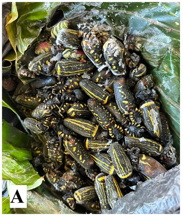 Raw orb-weaver spiders. Image by Mozhui et al., 2026