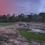 Elephants in Dzanga Bai, Central African Republic. My photo