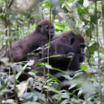 Western lowland gorillas in Dzanga-Sangha, Central African Republic. My photo
