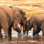 Elephants in Dzanga Bai, Central African Republic. My photo