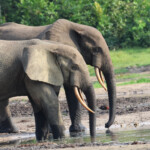 Elephants in Dzanga Bai, Central African Republic. My photo